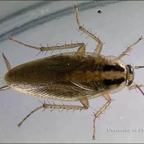 thumbnail for publication: German Cockroach, Blattella germanica (Linnaeus) (Insecta: Blattodea: Blattellidae)